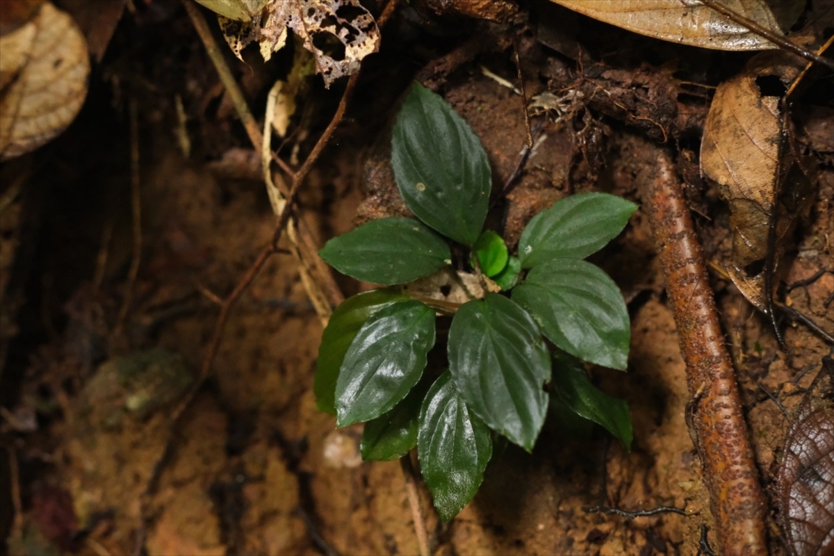 Homalomena sp.”Honey bee”from Kapuas【AZ0425-8】 - azulaquarium's
