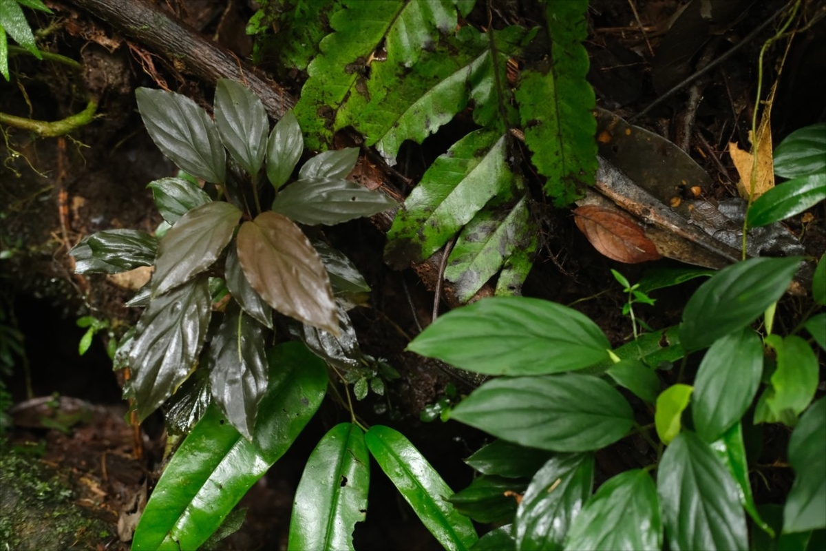 Homalomena sp.”Honey bee”from Kapuas【AZ0425-8】 - azulaquarium's