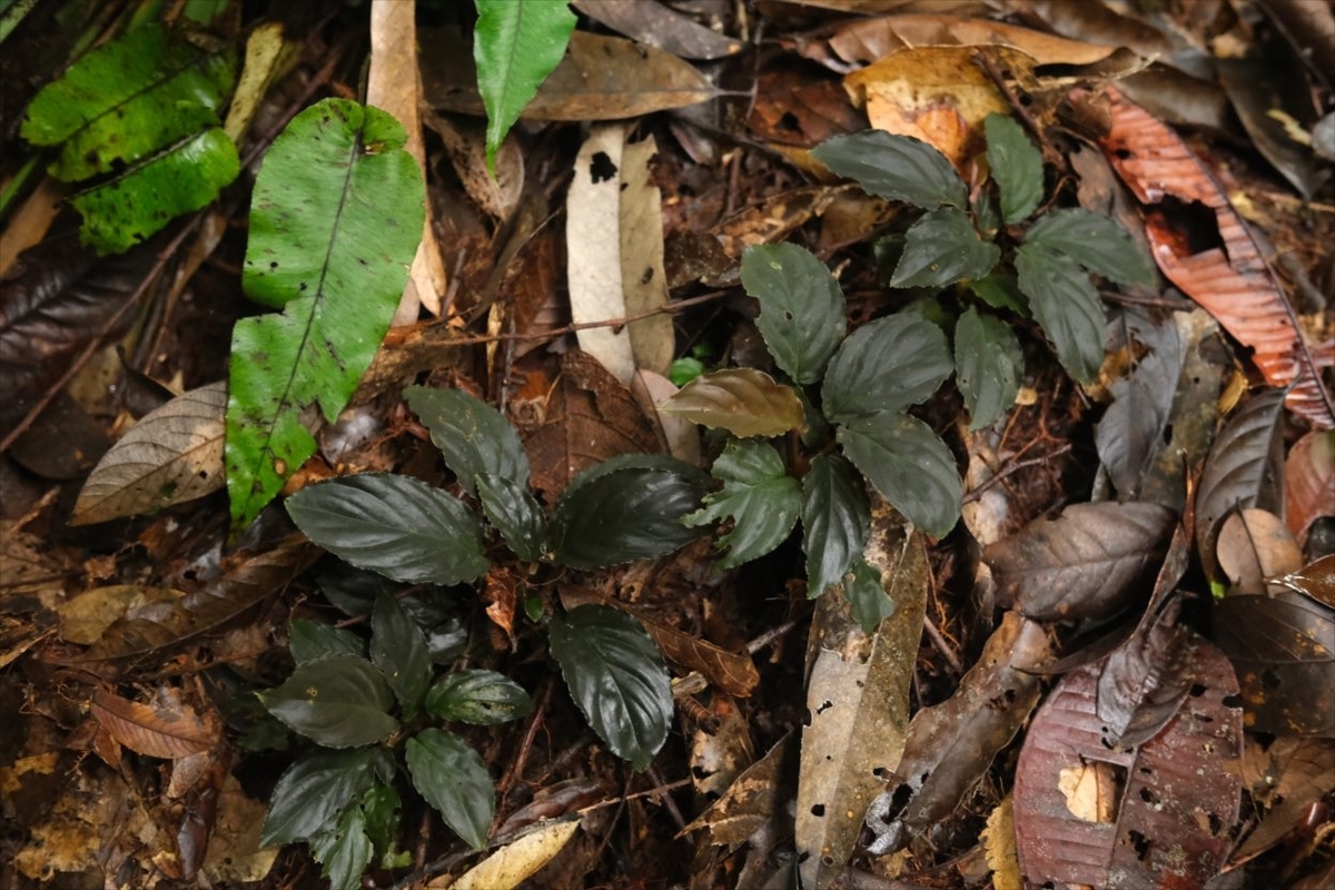 Homalomena sp.”Honey bee”from Kapuas【AZ0425-8】 - azulaquarium's