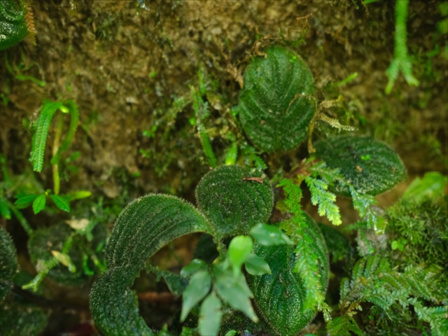 Homalomena sp.
