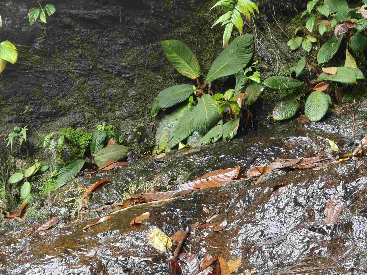 Homalomena sp. from Sorkam【AZ0525-2】 - azulaquarium's diary