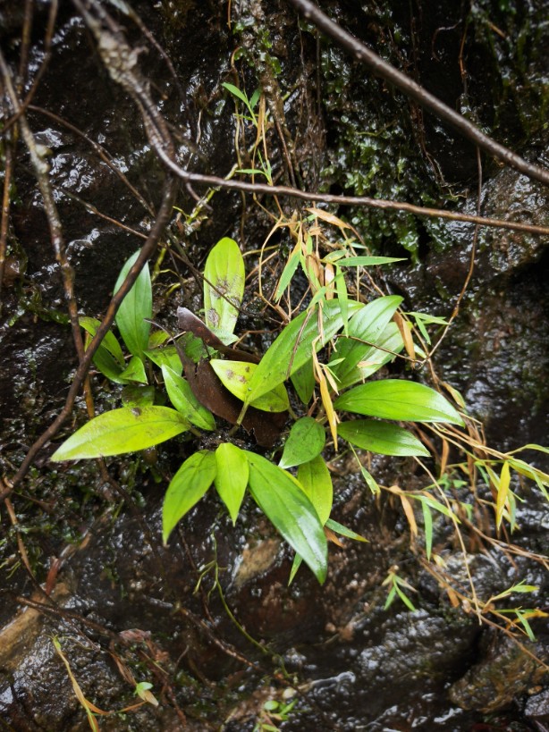 Homalomena sp. from Sorkam【AZ0525-2】 - azulaquarium's diary