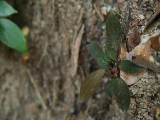 Homalomena sp.