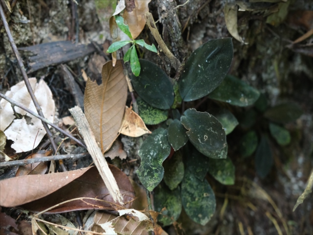Homalomena sp.