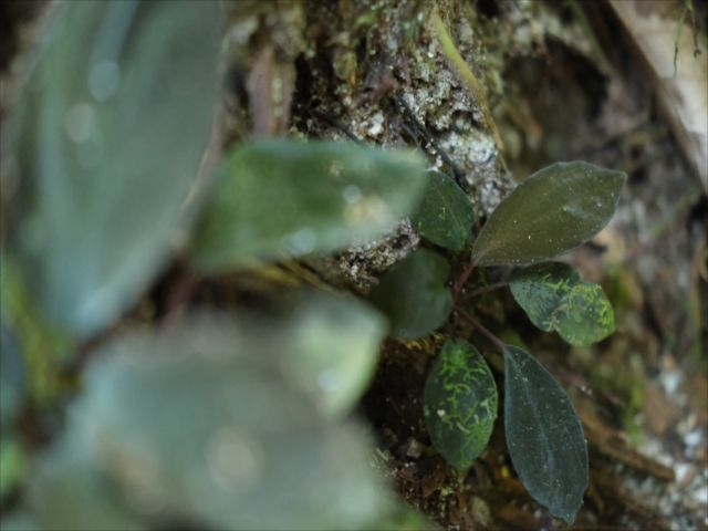 Homalomena sp.