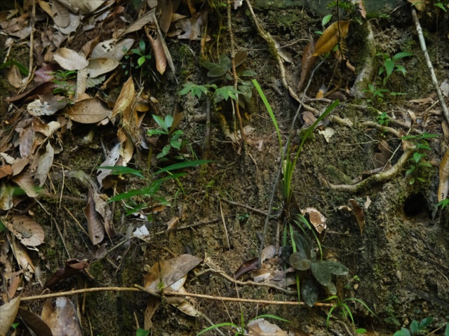 Homalomena sp.