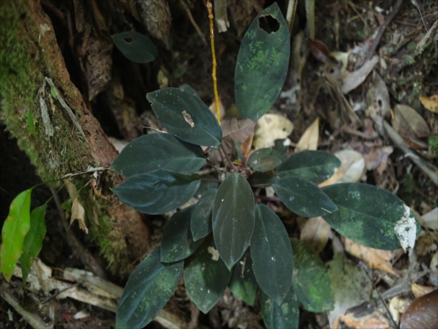Homalomena sp.
