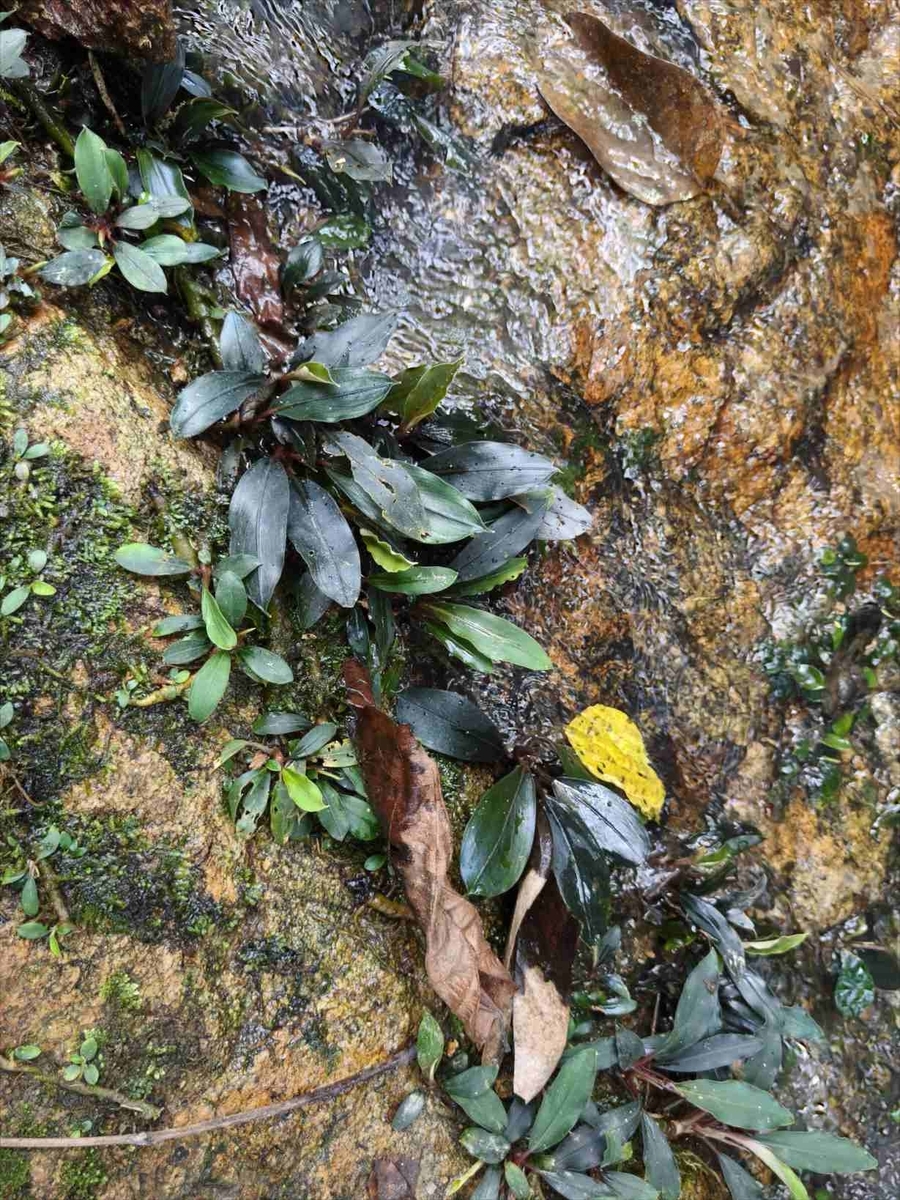 Bucephalandra sp.