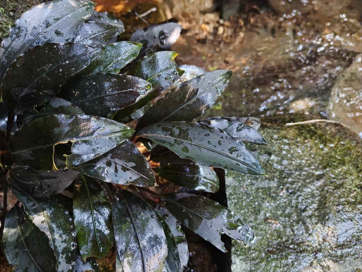 Bucephalandra sp.