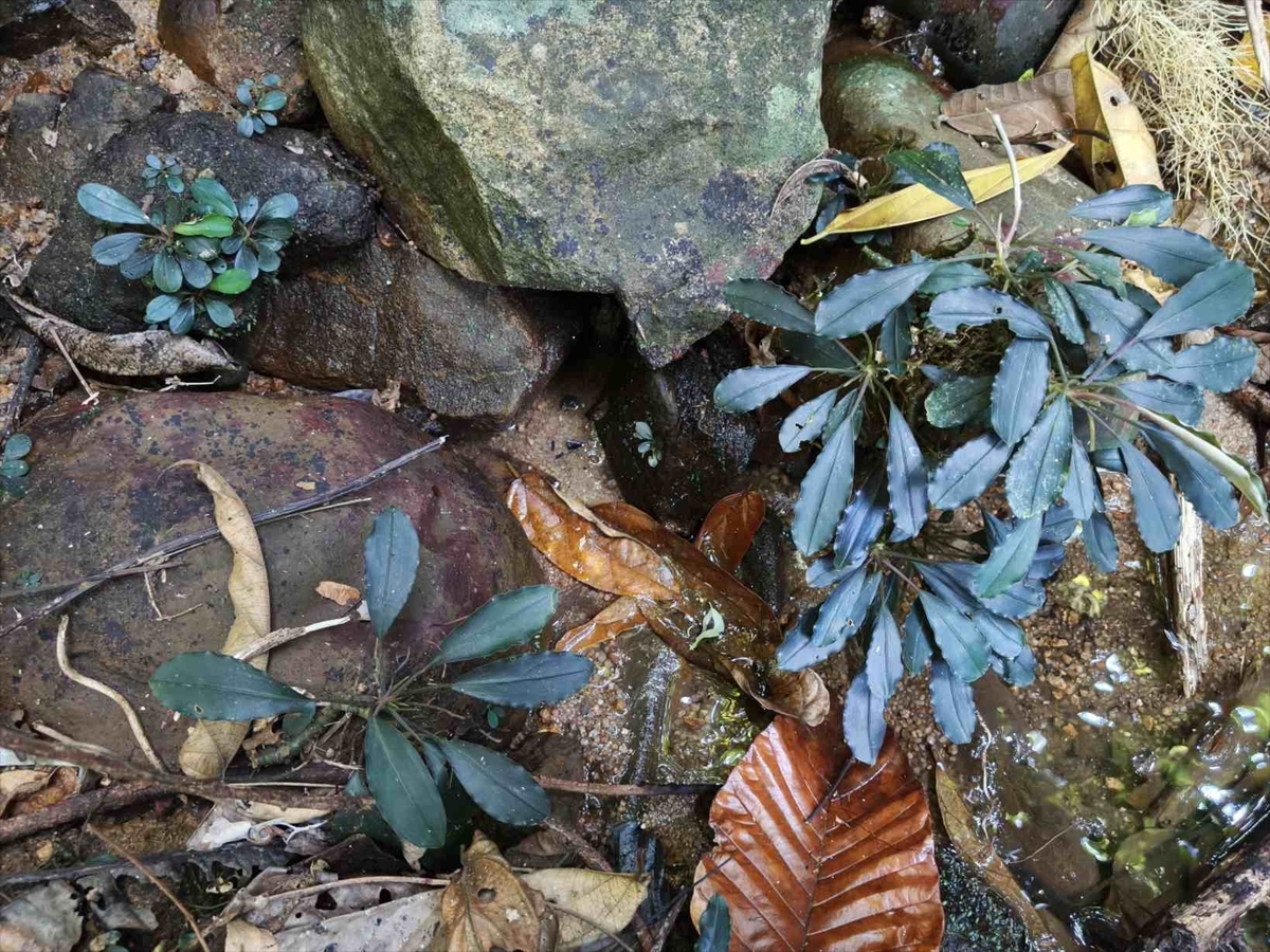Bucephalandra sp.
