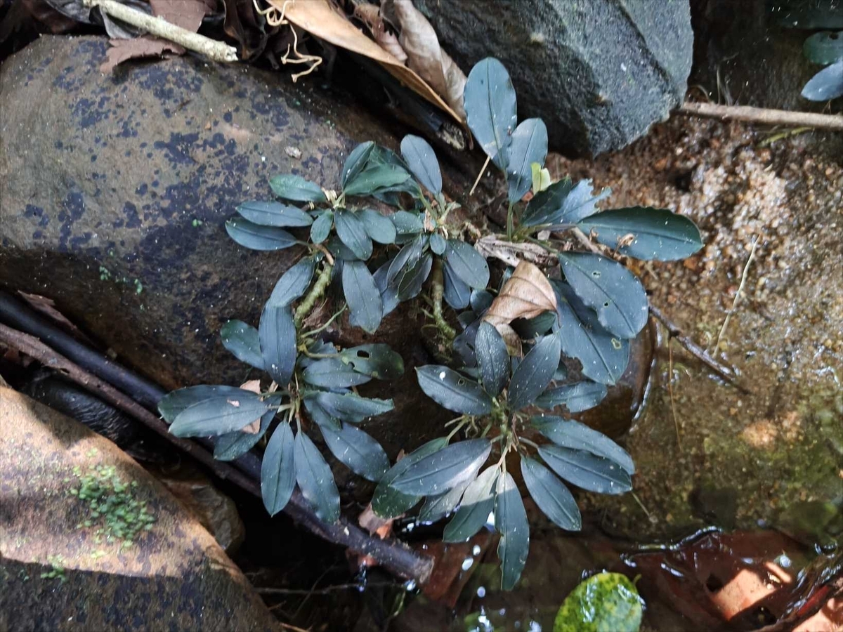 Bucephalandra sp.