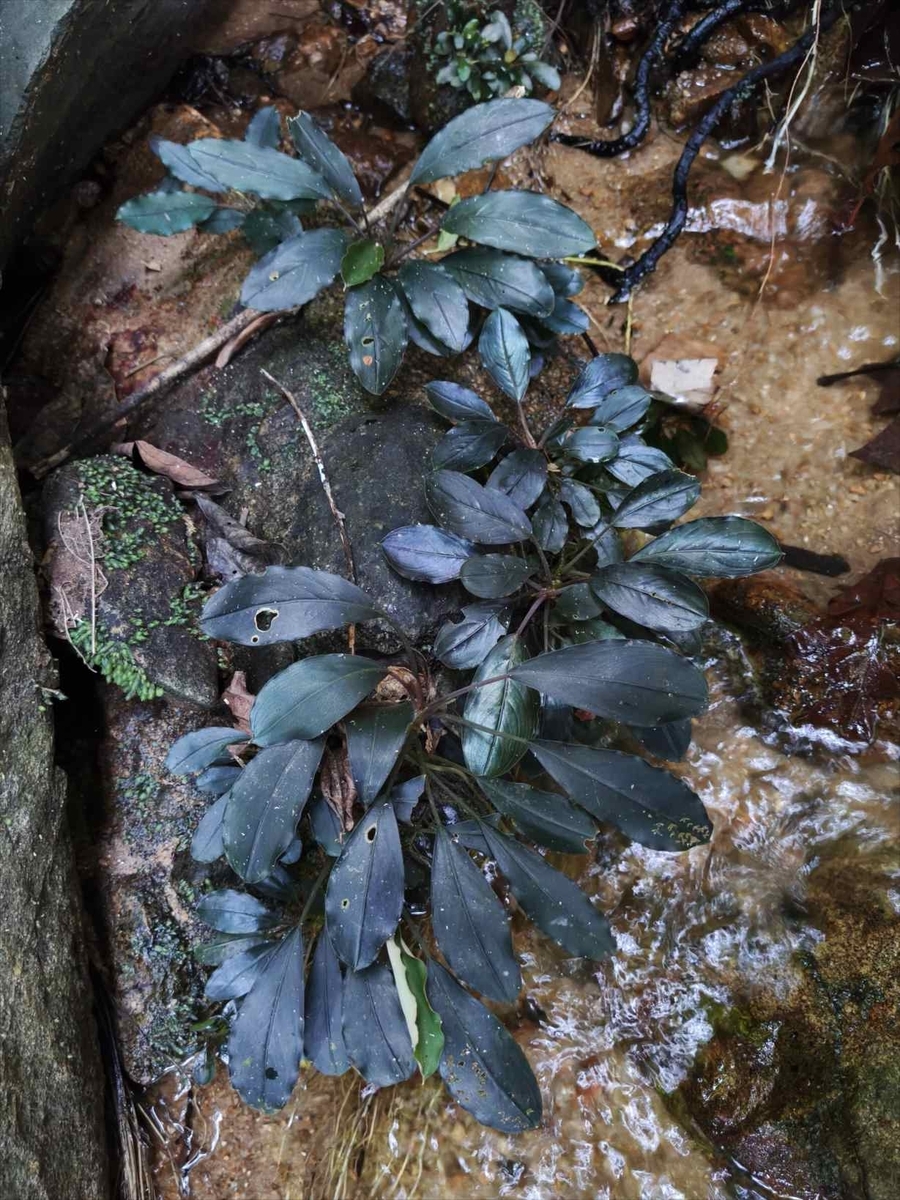 Bucephalandra sp.