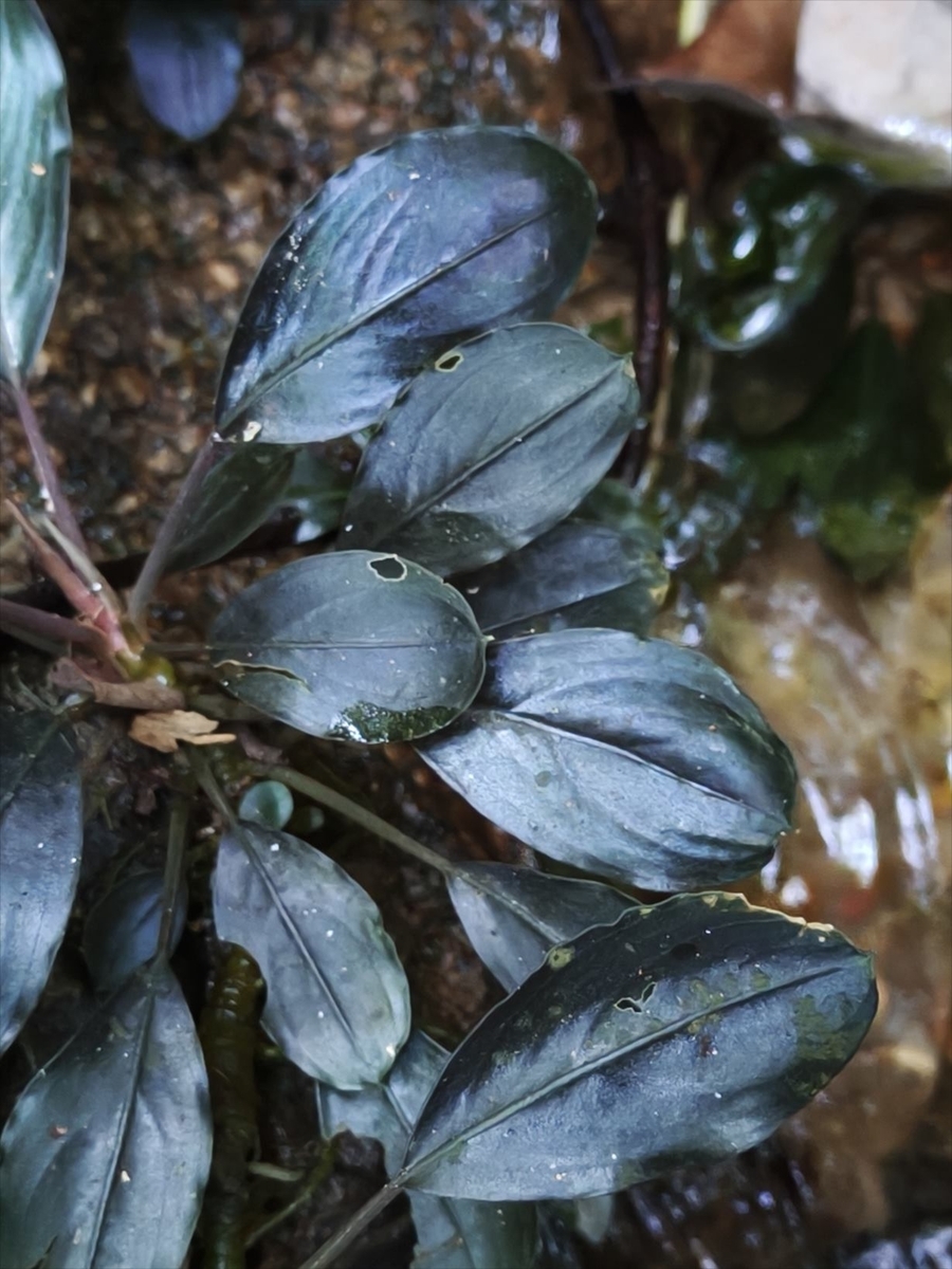 Bucephalandra sp.