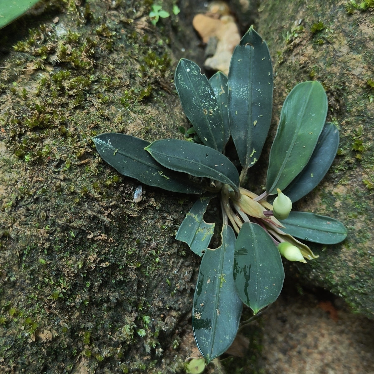 Bucephalandra sp.