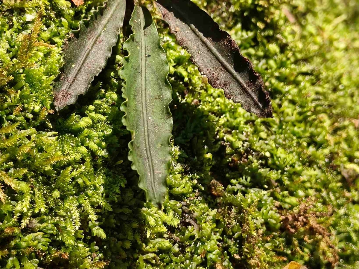 Bucephalandra sp.