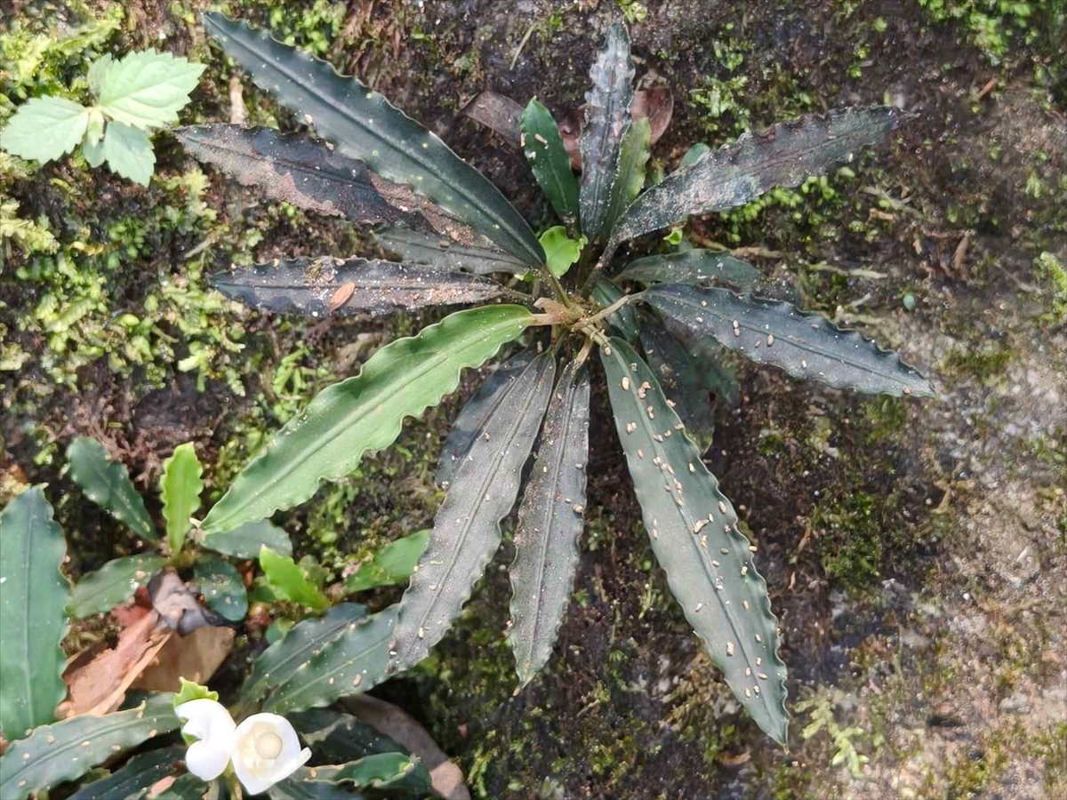 Bucephalandra sp.