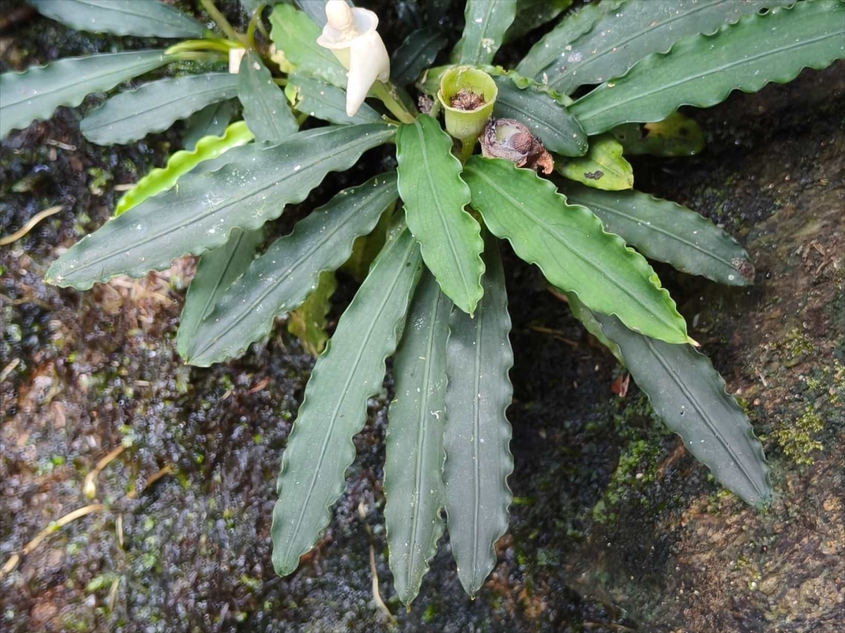 Bucephalandra sp.