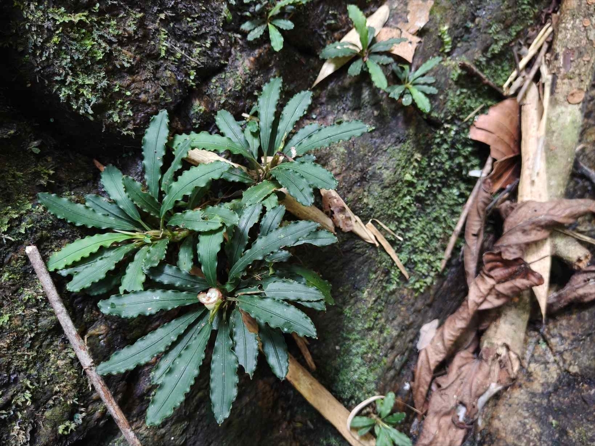 Bucephalandra sp.