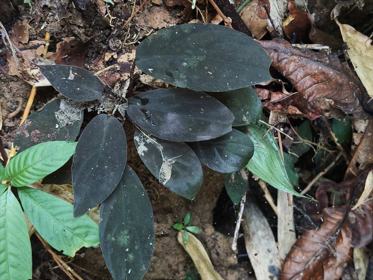 Bucephalandra sp.