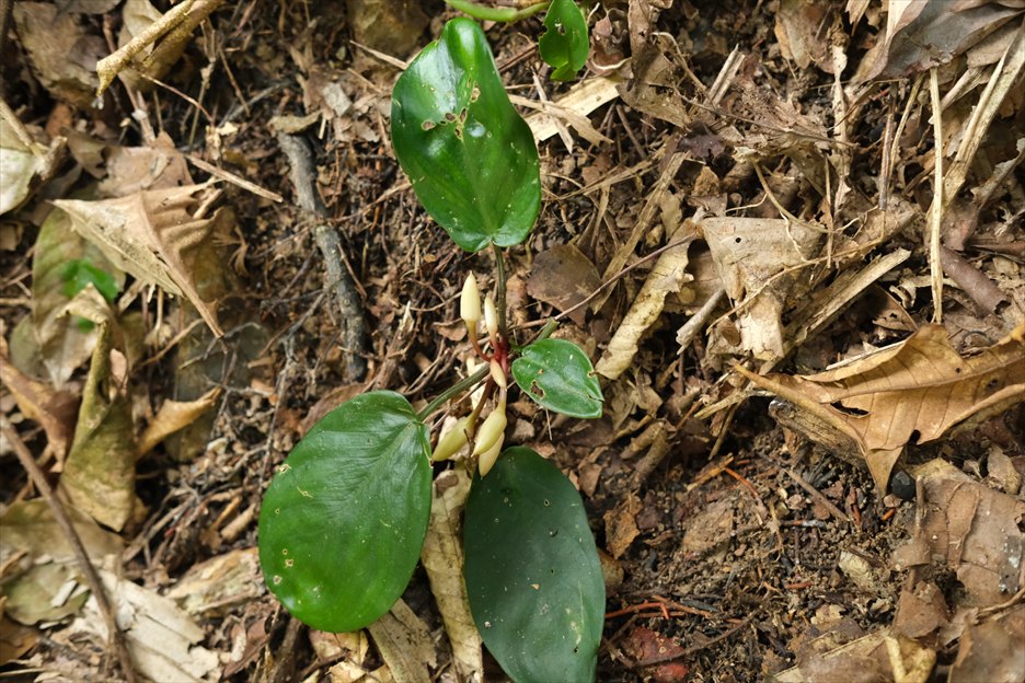 わたしを誘う森、皮肉なものね。いつもあの山に似てる【AZ1025-3