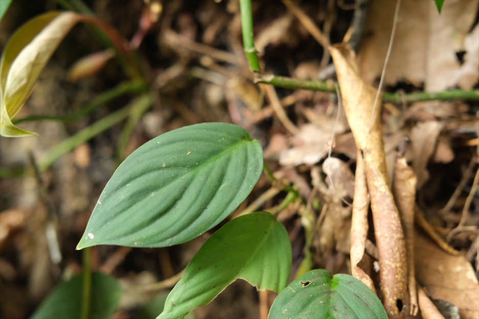 Homalomena sp.