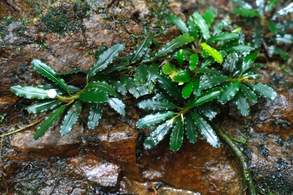Bucephalandra sp.from Nanga pinoh【AZ1125-6】 - azulaquarium's diary