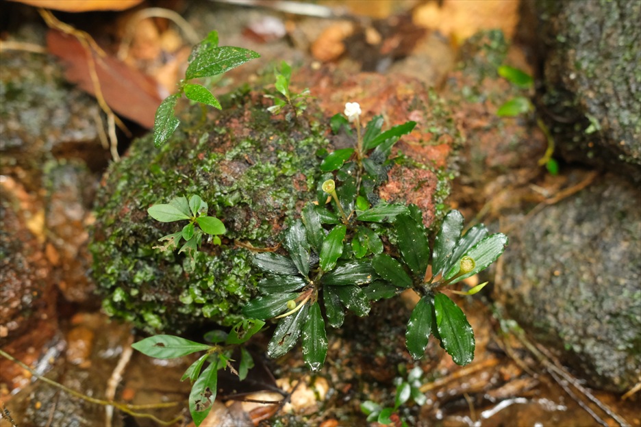 水草 Bucephalandra sp from Ng Pinoh Selatan ブセファランドラsp.ナンガピノーセラタン🌱Bucephalandra sp. Nanga
