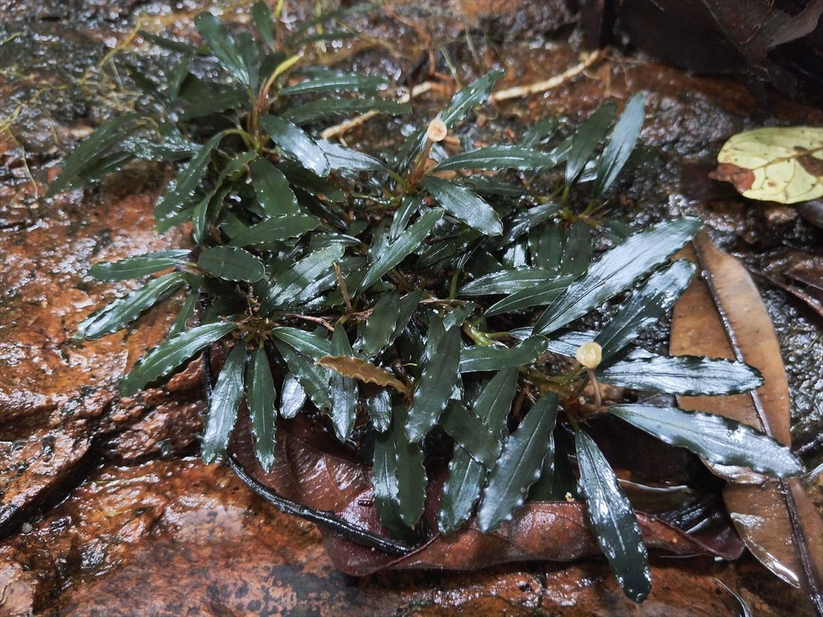 Bucephalandra sp.from Nanga pinoh【AZ1125-6】 - azulaquarium's diary
