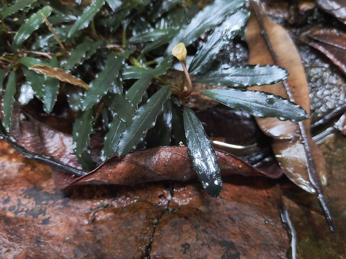 Bucephalandra sp.from Nanga pinoh【AZ1125-6】 - azulaquarium's diary
