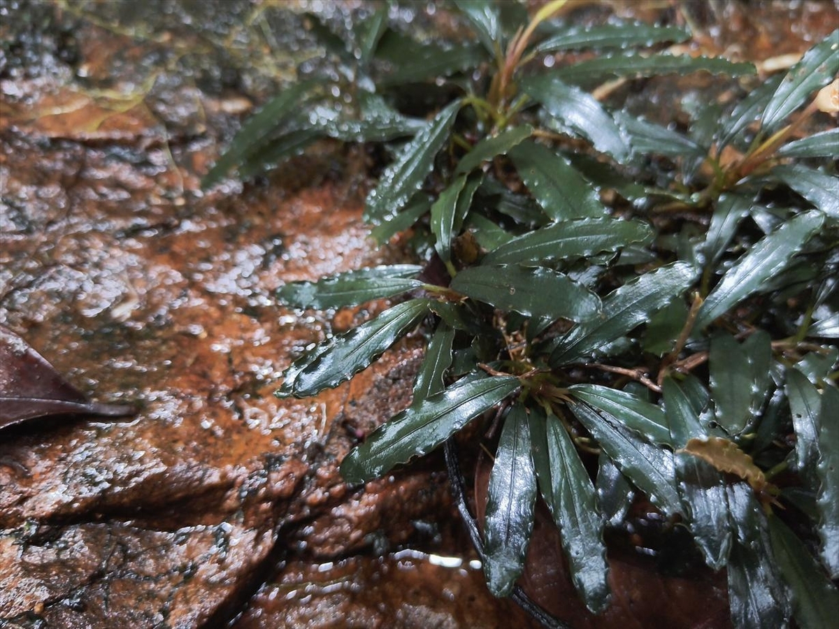 Bucephalandra sp.from Nanga pinoh【AZ1125-6】 - azulaquarium's diary Bucephalandra sp.from Nanga pinoh【AZ1125-6】 - azulaquarium's diary