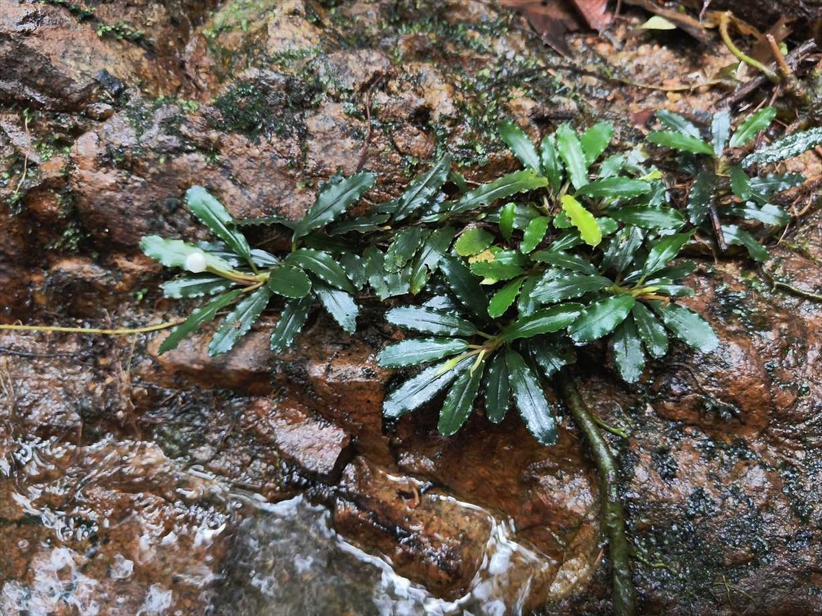 商品一覧 通販 ブセファランドラ Bucephalandra sp“彩雲”from Kapuas