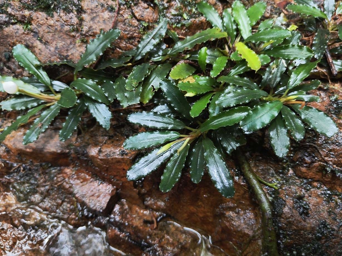 Bucephalandra sp.from Nanga pinoh【AZ1125-6】 - azulaquarium's diary Bucephalandra sp.from Nanga pinoh【AZ1125-6】 - azulaquarium's diary