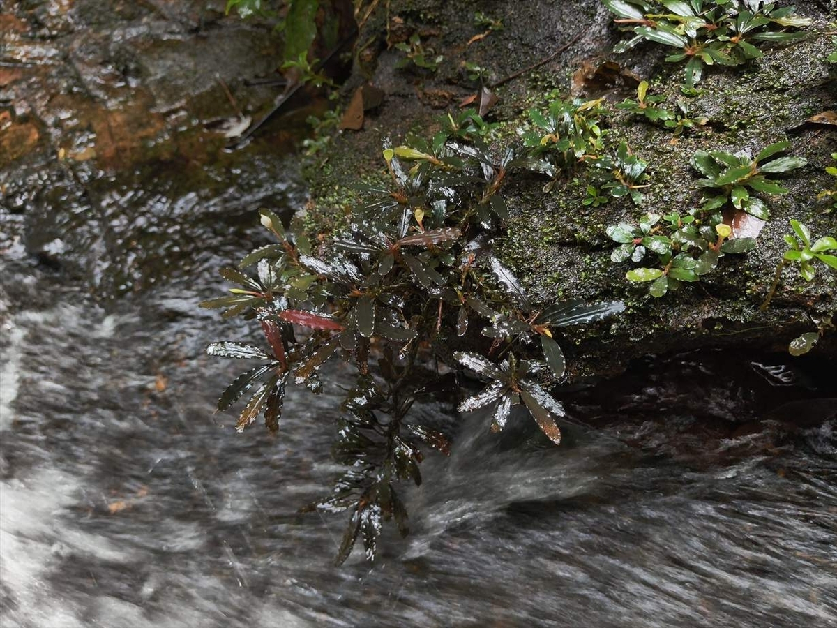 Bucephalandra sp.from Nanga pinoh【AZ1125-6】 - azulaquarium's diary