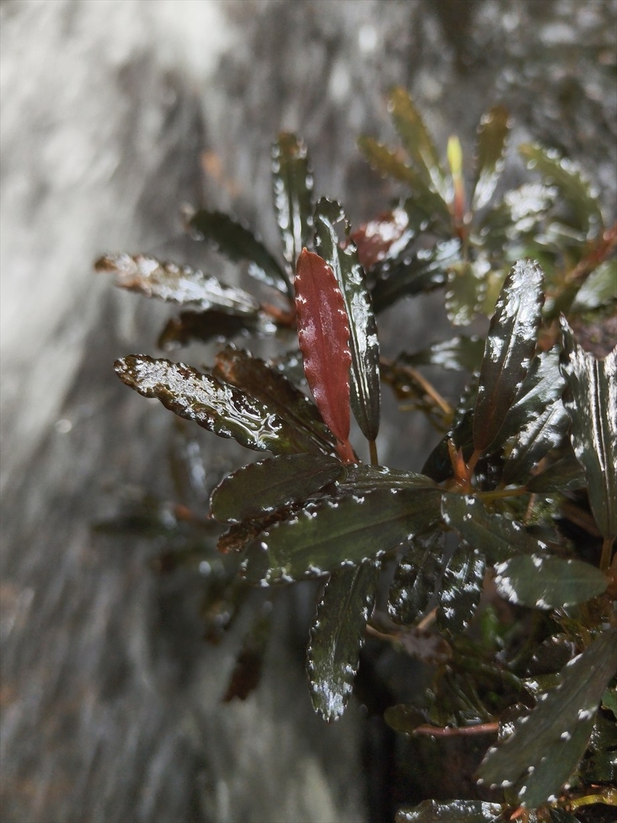 Bucephalandra sp.from Nanga pinoh【AZ1125-6】 - azulaquarium's diary