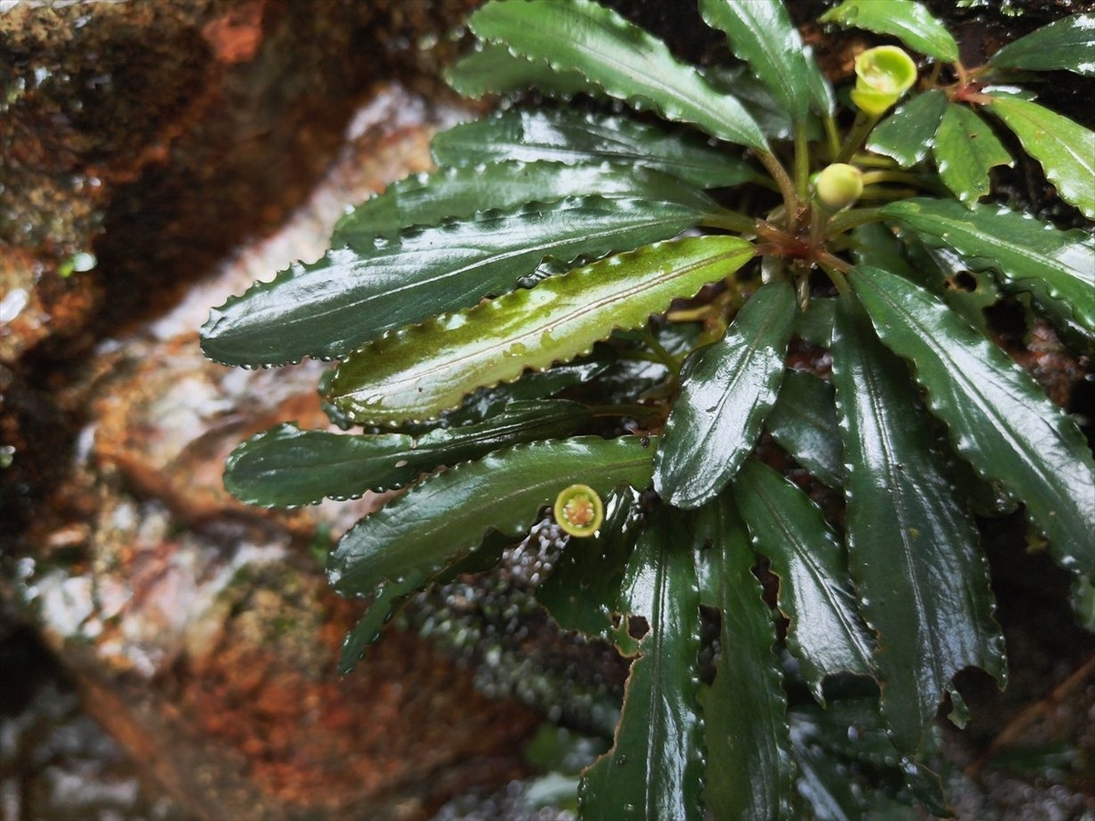 Bucephalandra sp.from Nanga pinoh【AZ1125-6】 - azulaquarium's diary