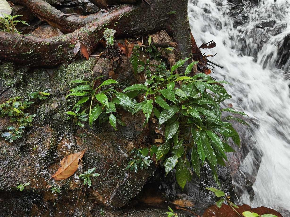 Bucephalandra sp.from Nanga pinoh【AZ1125-6】 - azulaquarium's diary