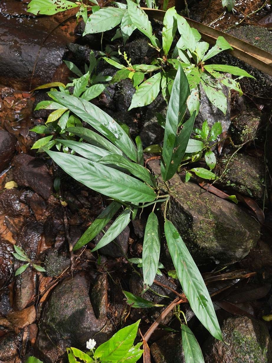 ヤーマンさんBUCEPHALANDRA Nanga Pino SuperBlue Bucephalandra sp.from Nanga pinoh【AZ1125-6】 - azulaquarium's diary