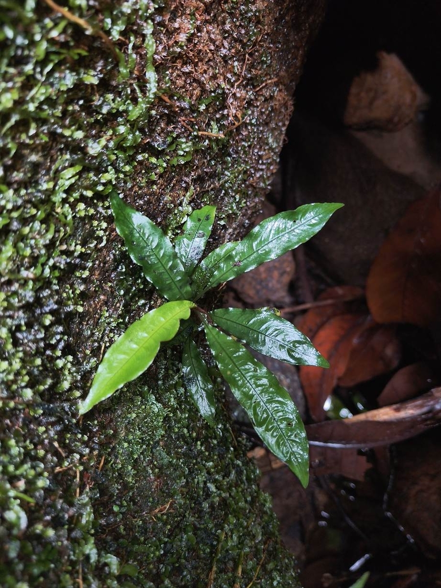 Bucephalandra sp.from Nanga pinoh【AZ1125-6】 - azulaquarium's diary