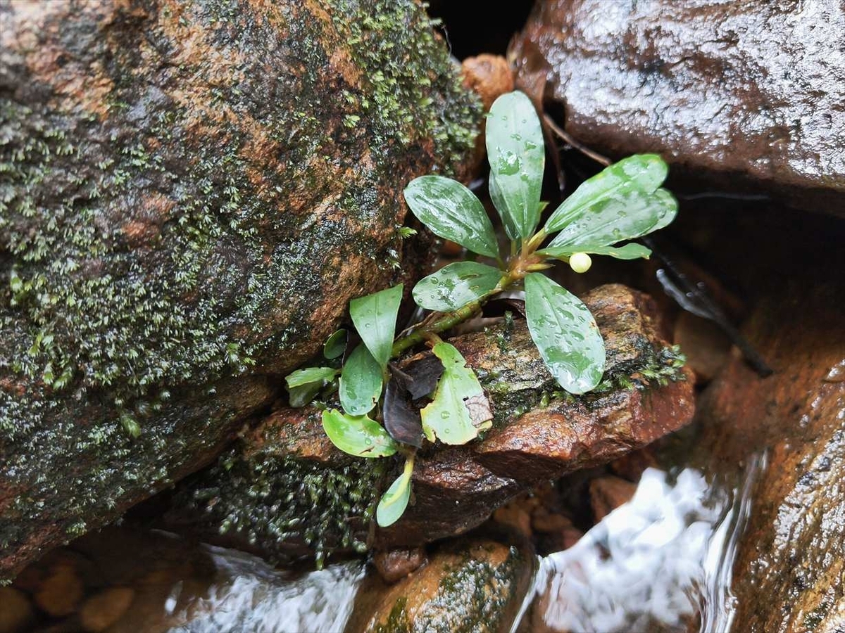 Bucephalandra sp.from Nanga Pinoh【AZ1125-10】 - azulaquarium's diary