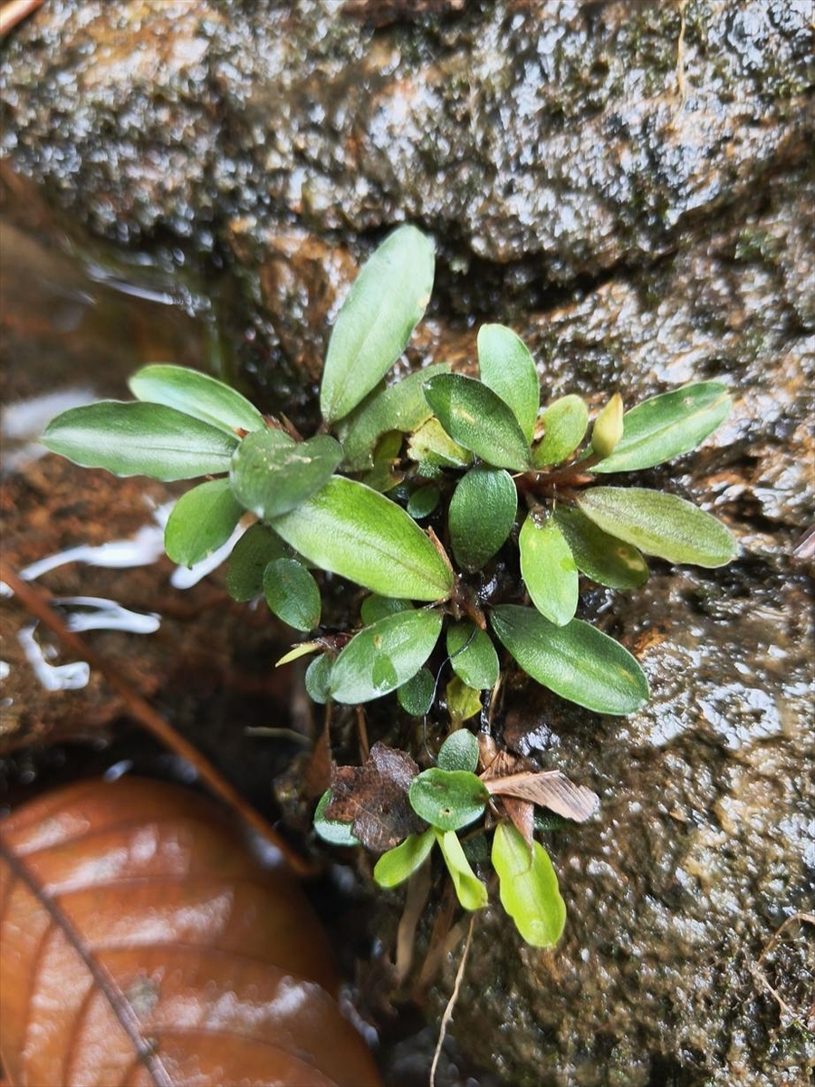 Bucephalandra sp.from Nanga Pinoh【AZ1125-10】 - azulaquarium's diary