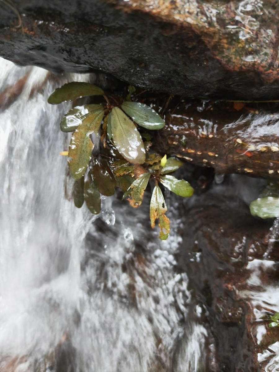 Bucephalandra sp.from Nanga Pinoh【AZ1125-10】 - azulaquarium's diary