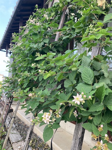 f:id:azumasan1:20211003065637j:image