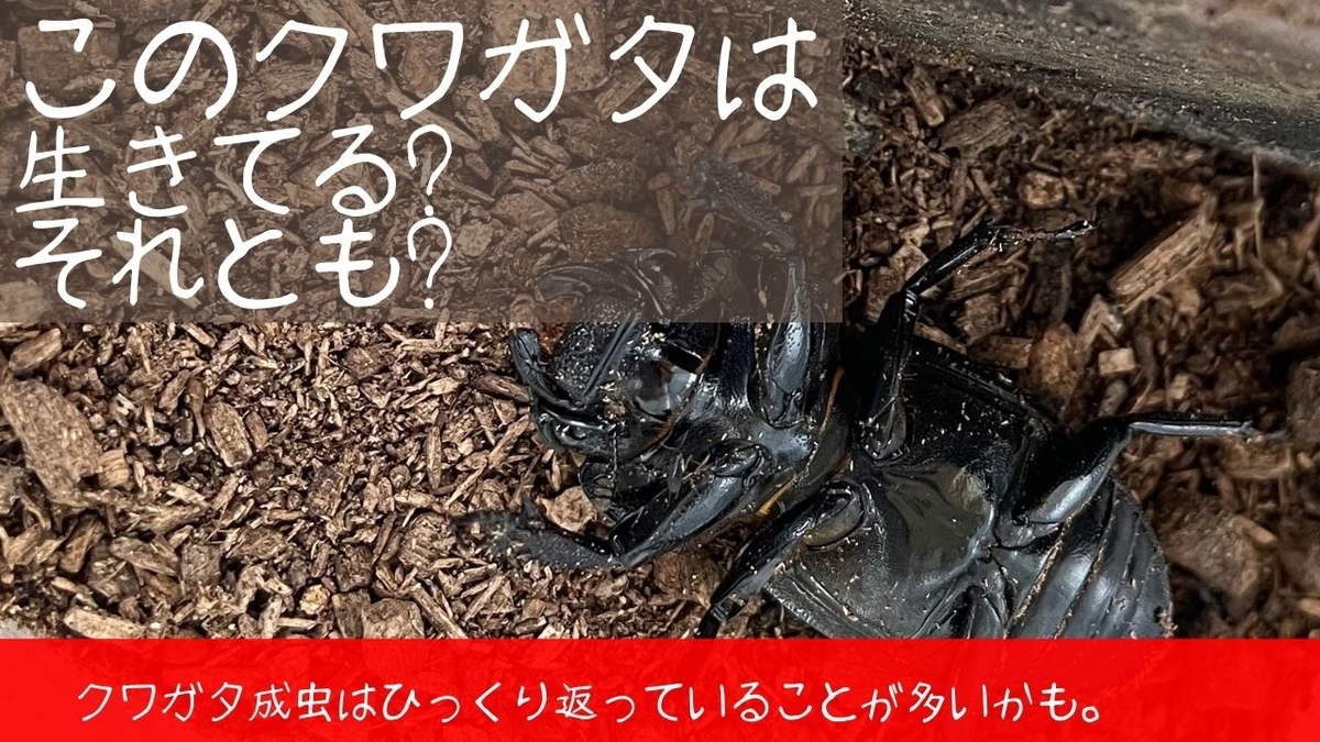 クワガタの寿命は 生死の見分け方と長生きさせる方法を紹介します ママ お勉強がしたいの