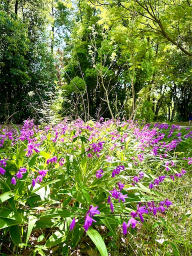 f:id:azumino874:20250511151412j:image