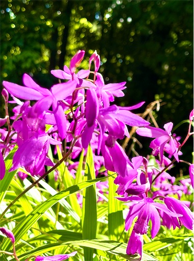 f:id:azumino874:20250511151416j:image