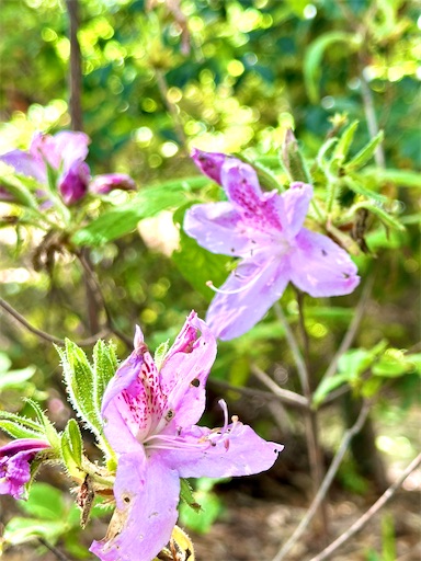 f:id:azumino874:20250511151910j:image