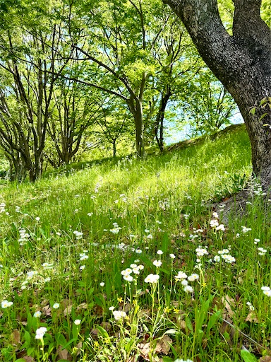 f:id:azumino874:20250511151946j:image