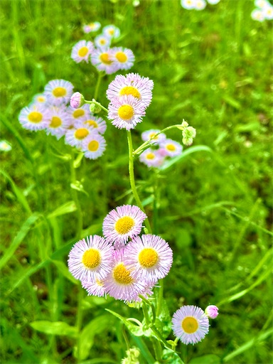 f:id:azumino874:20250511151949j:image