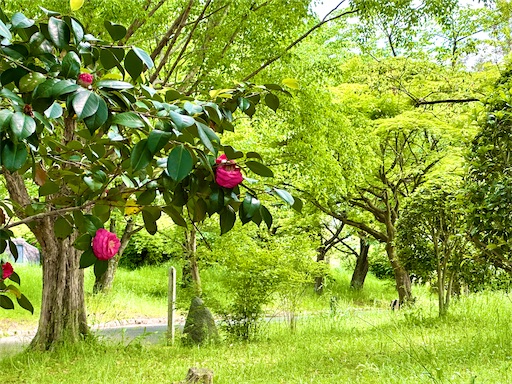 f:id:azumino874:20250511152132j:image