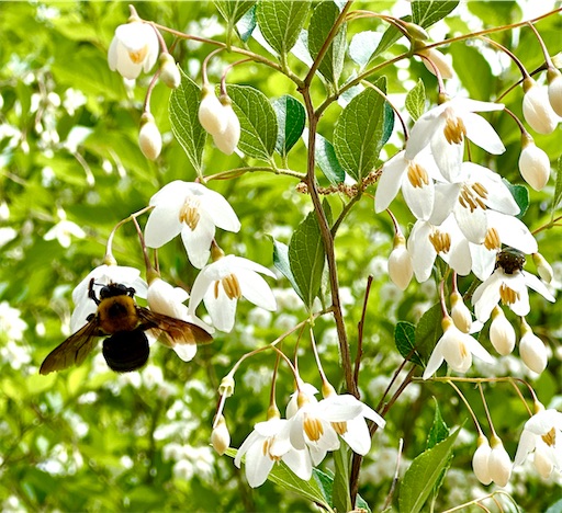 f:id:azumino874:20250511152212j:image